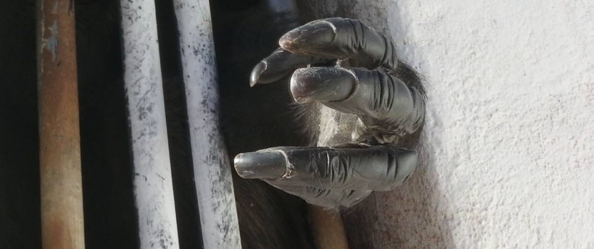 Chimpansee Linda hand