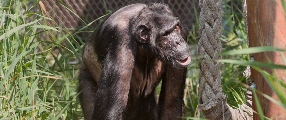 Mojo in buitenverblijf