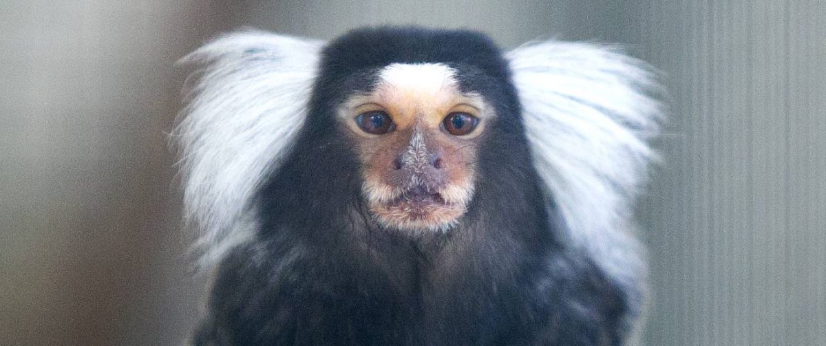 Wopa's achtergelaten Utrecht