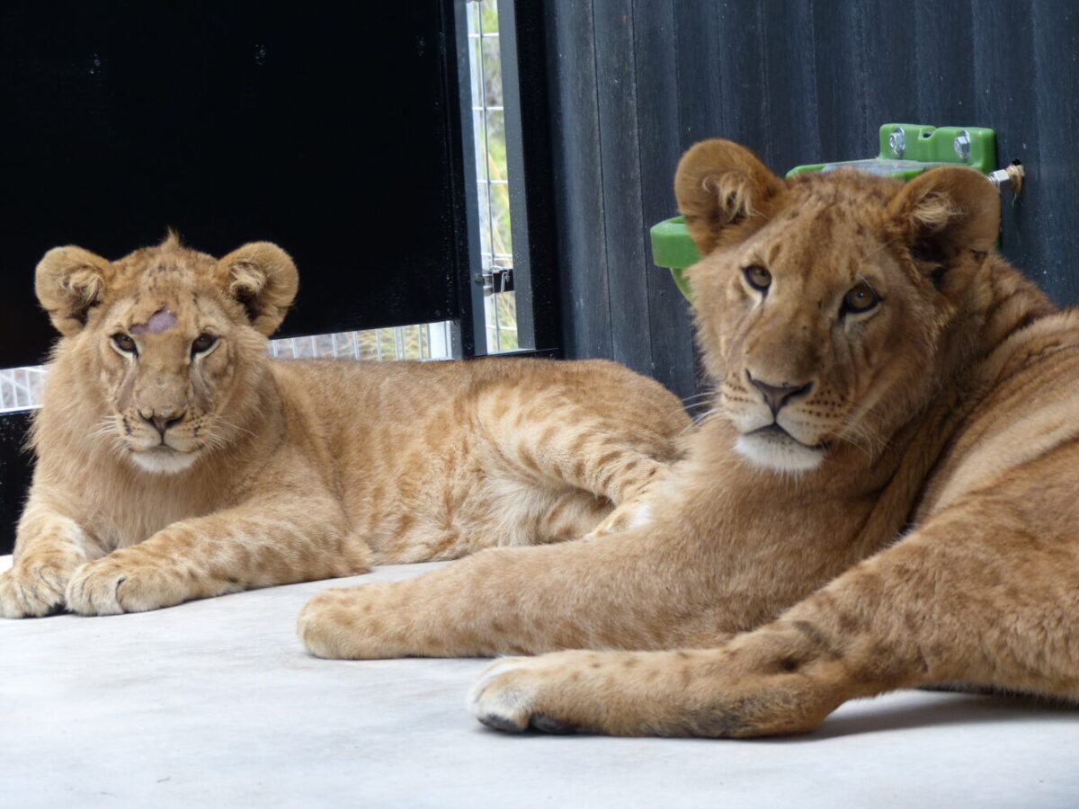 Leeuwen Tintín (links) en Mojito.