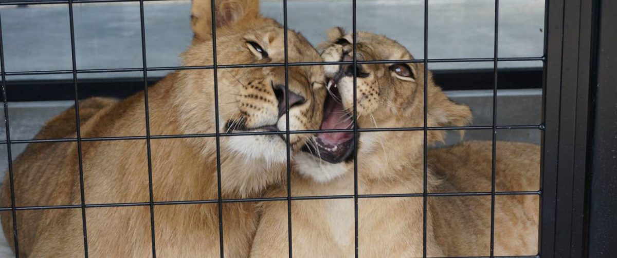 Leeuwen Tintin en Mojito