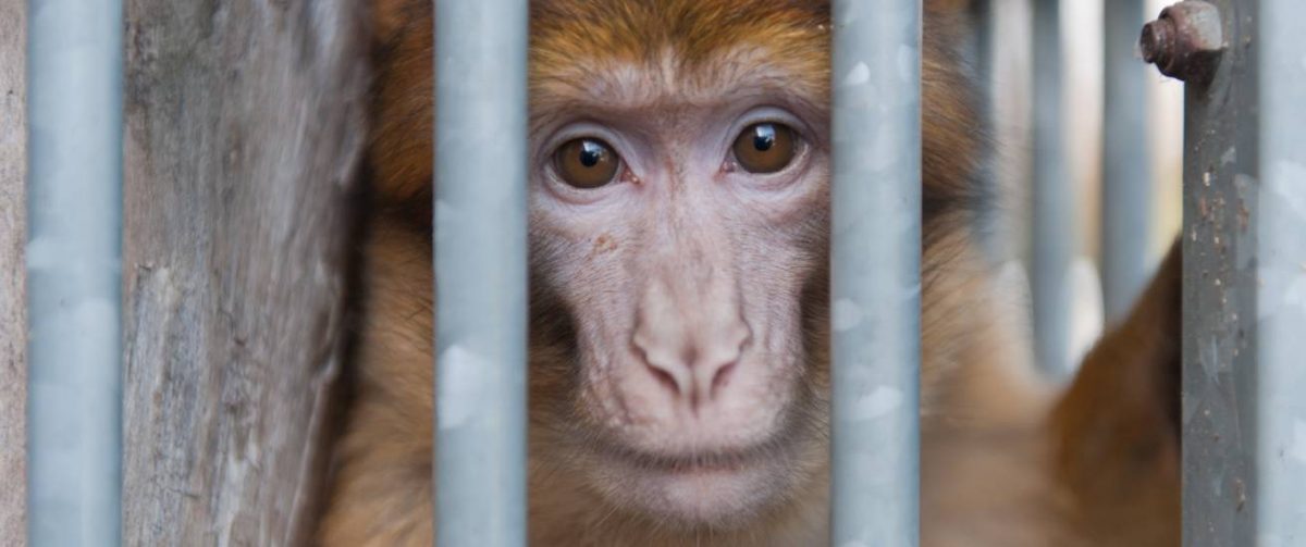 Berberaap Geertje - dierenleed melden
