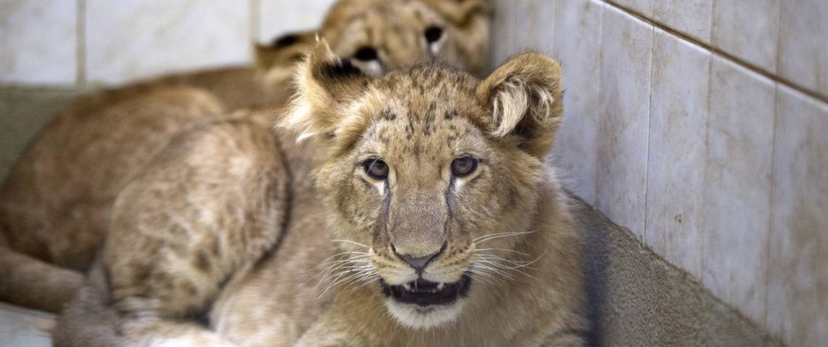 Welpen Marley en Elsa