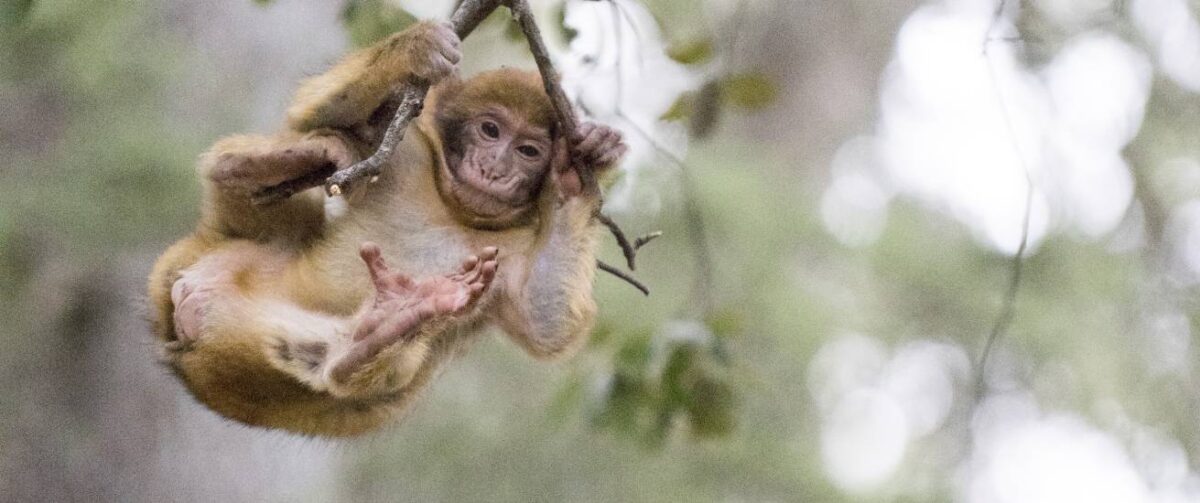 Berberaap goed nieuws dierendag
