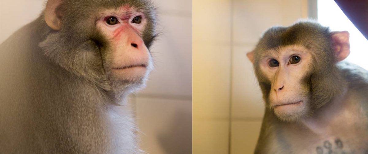 Tyr en Kaman bij AAP