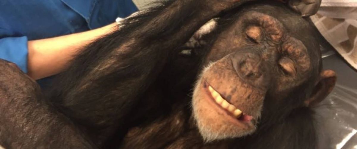 Chimpansee Marria wordt onderzocht