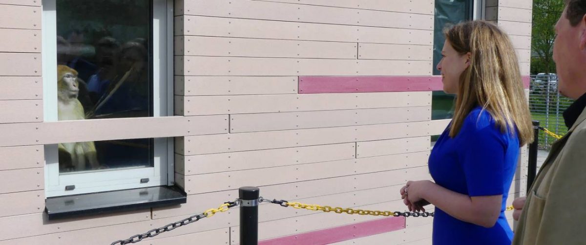 Minister Schouten oog in oog met berberaap Zatoute bij de quarantaine. Hij is voormalig circusdier en huisdier.