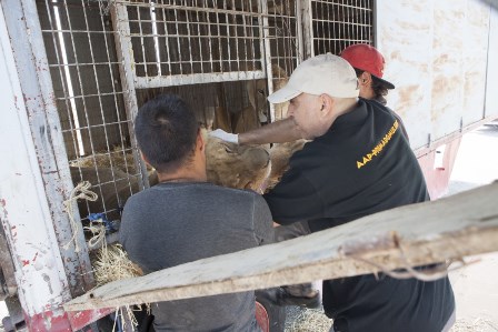 Redding van een leeuw uit het circus