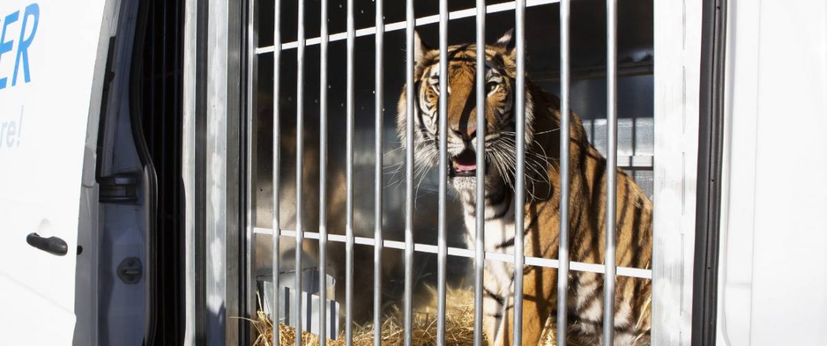 Tijger transport