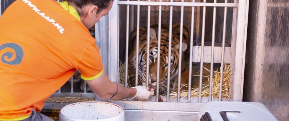 Tijgers naar Isle of Wight Zoo transport