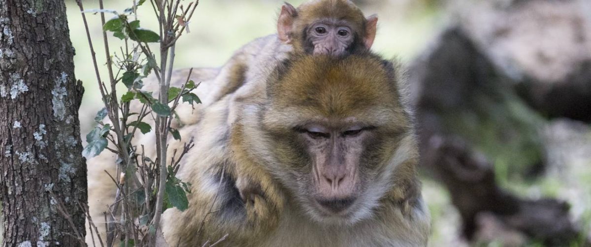 Berberaap moeder met kleintje op haar rug.