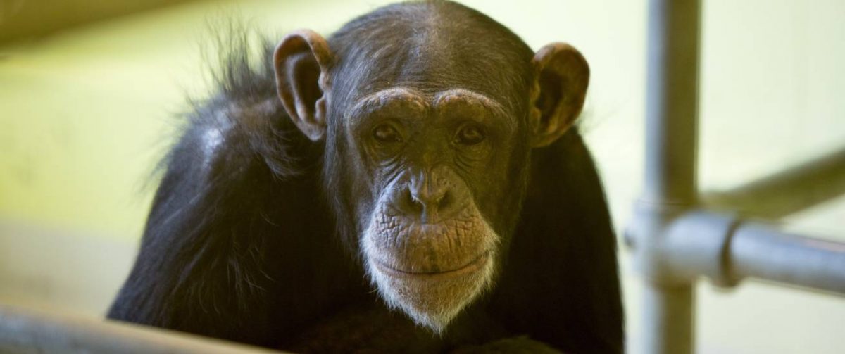 Chimpansee Marria