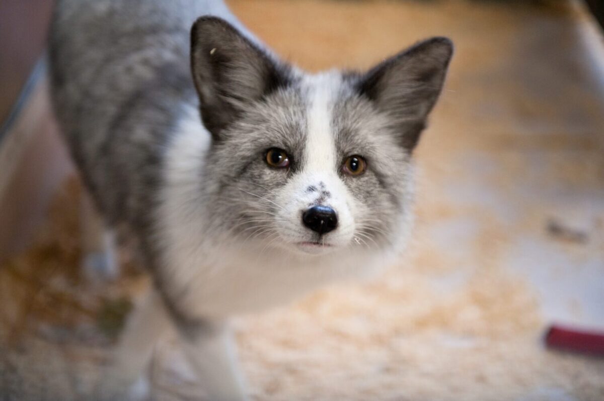 Poolvos Zwieber bij Stichting AAP.