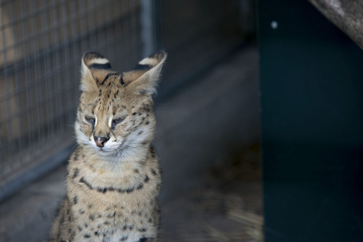 Serval Kadri bij Stichting AAP.