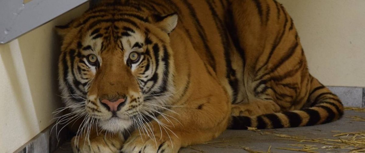 Tijgers redden