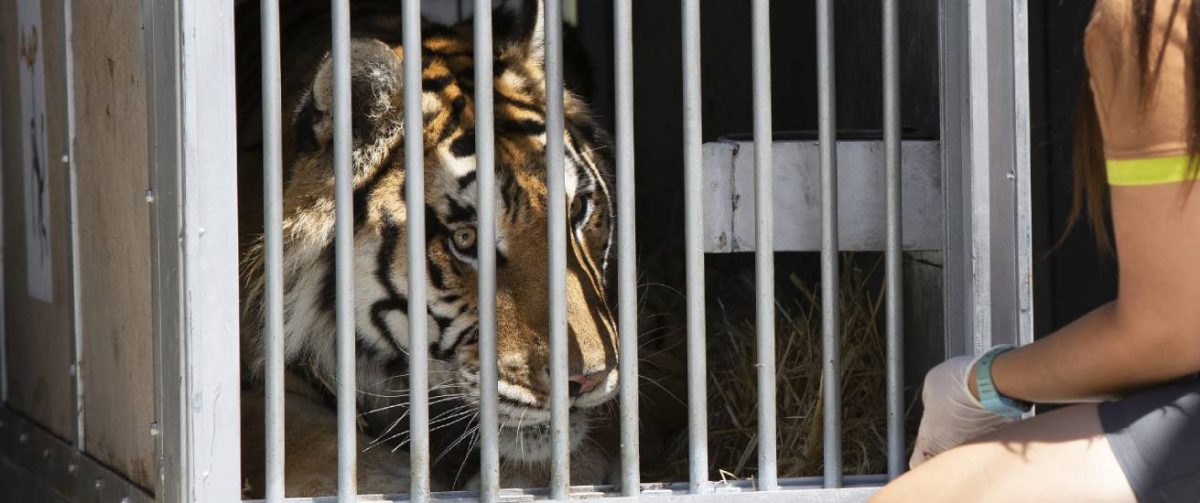 Tijger achter tralies.