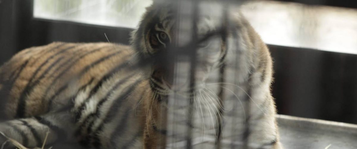 Tijger in binnenverblijf.