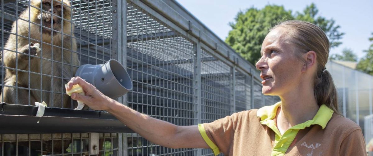 Dierverzorger bezig met voedsel bij berberaap bij Stichting AAP.