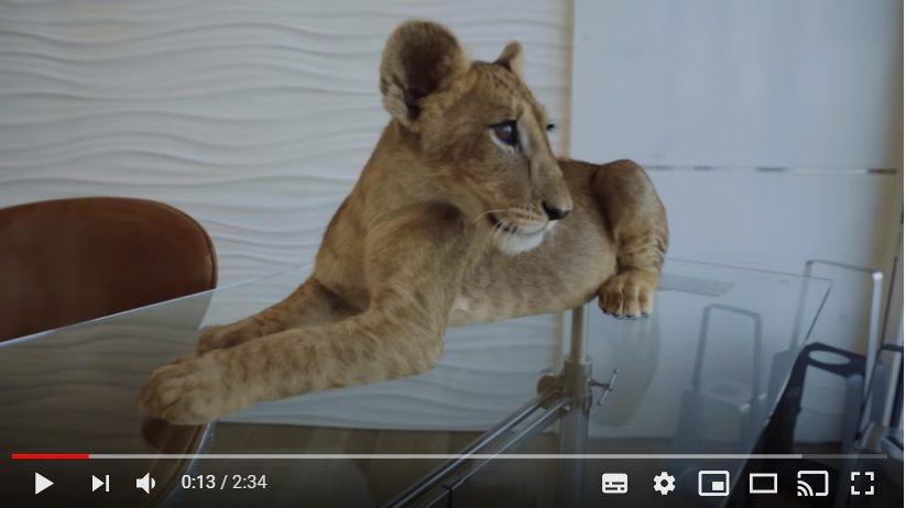 De jonge lijger uit de clip van Depay.