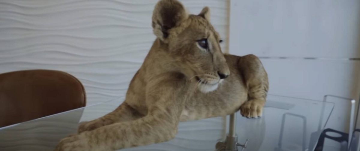 Leeuwenwelpje op een tafel.