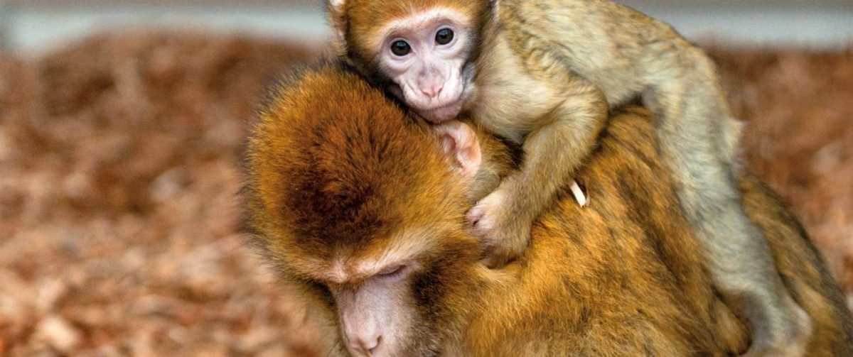 Berberaap moeder met jong.