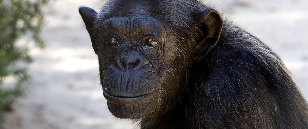 Chimpansee Wilma bij Stichting AAP.