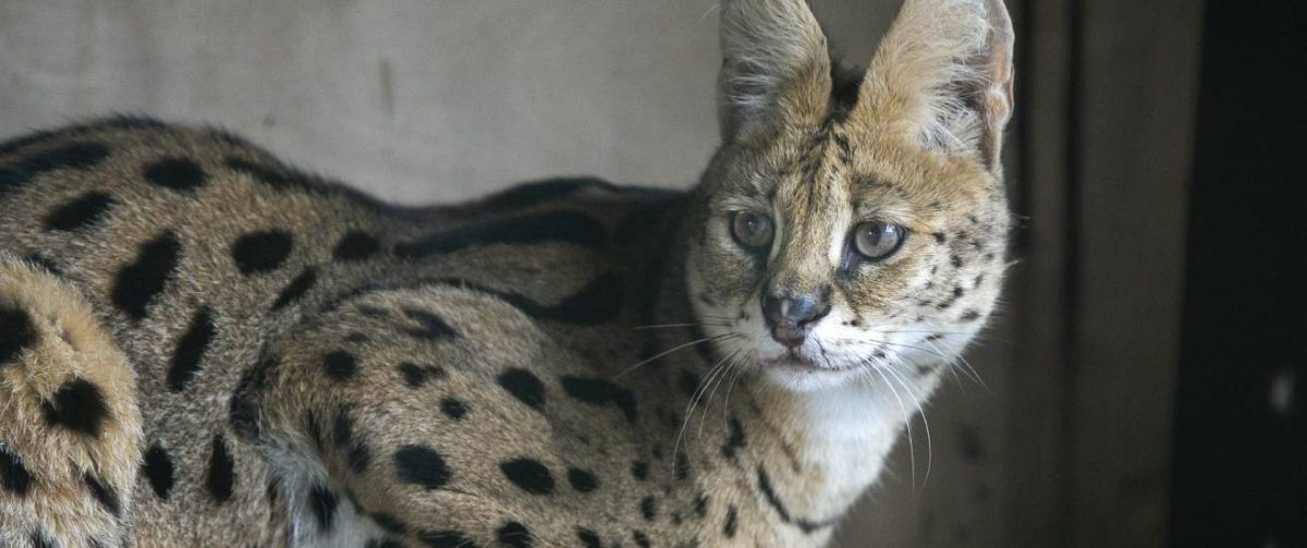 Serval Kadri bij Stichting Aap.