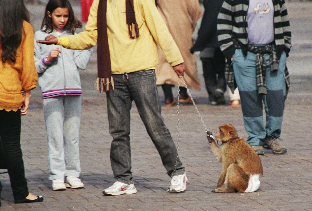 Berberaap met luier aan een ketting voortgetrokken door een man op een plein in Marokko.