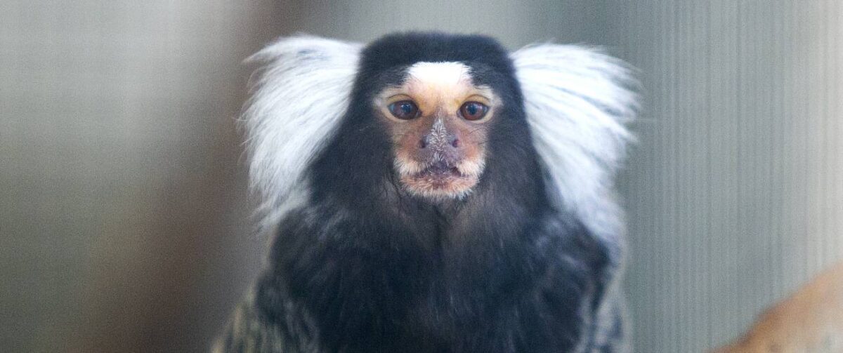 Wopa Brad herplaatst