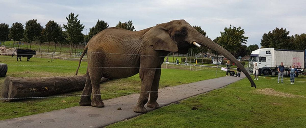 Olifant Buba op grasveld bij circus.