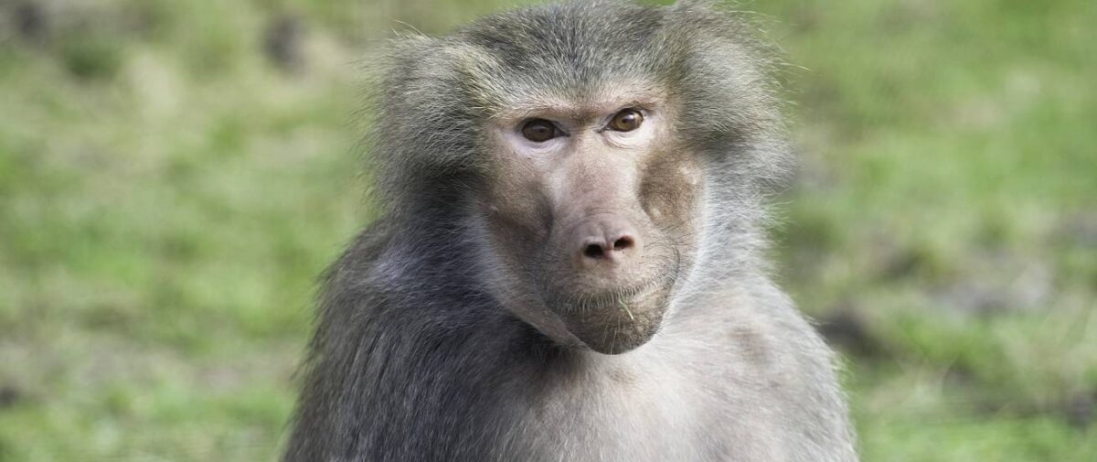 Baviaan.