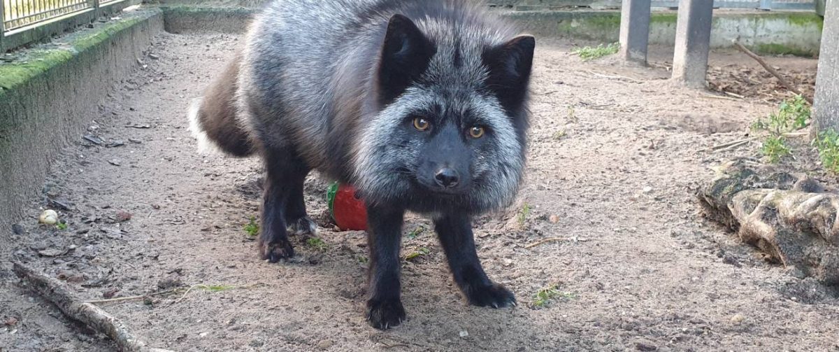 Zilvervos bij Stichting AAP.