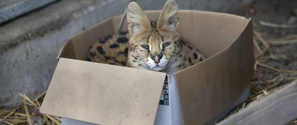 Serval Kadri in een doos.