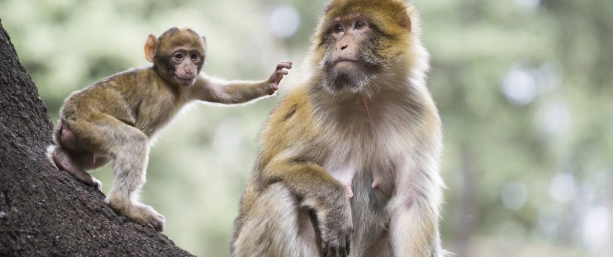 Berberapen Born to be Wild