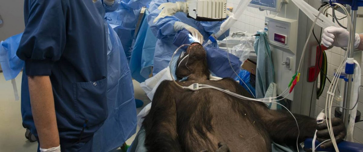 Chimpansee Fiffy wordt geopereeerd aan ogen