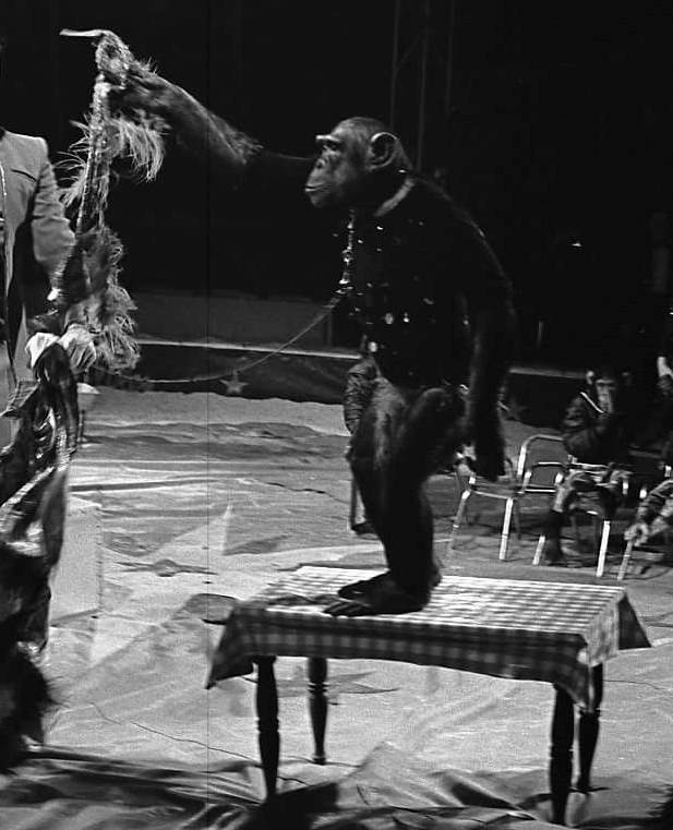 Chimpansee in de piste van een circus.