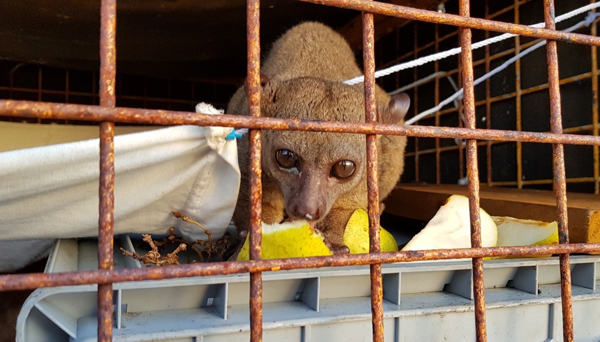 Galago Edwin eet van appel in kooitje.