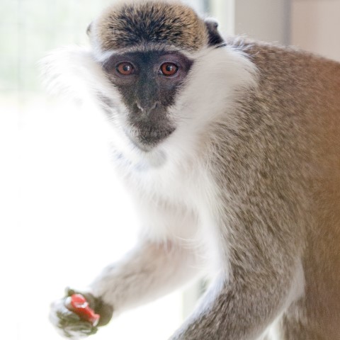 Groene meerkat Violetta