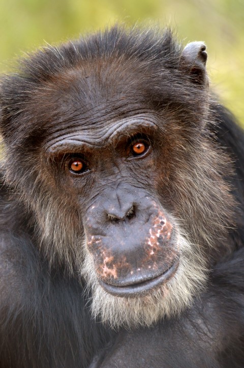 Chimpansee Antoine.