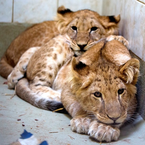 Welpjes Marley en Elsa, nog in Duitsland.