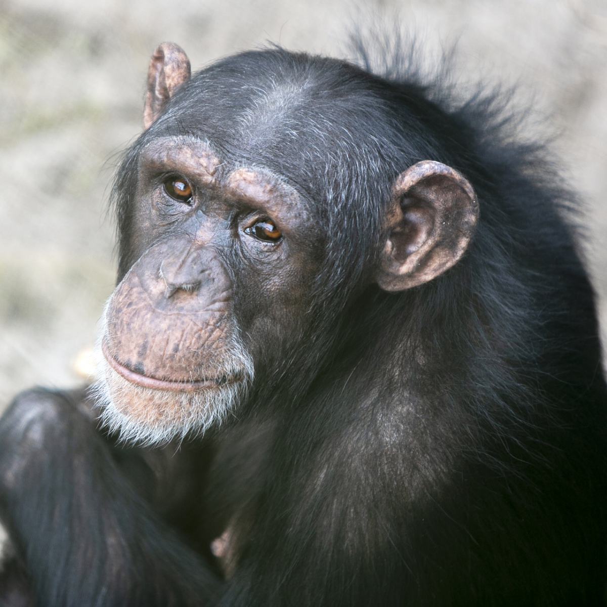 Chimpansee Marria