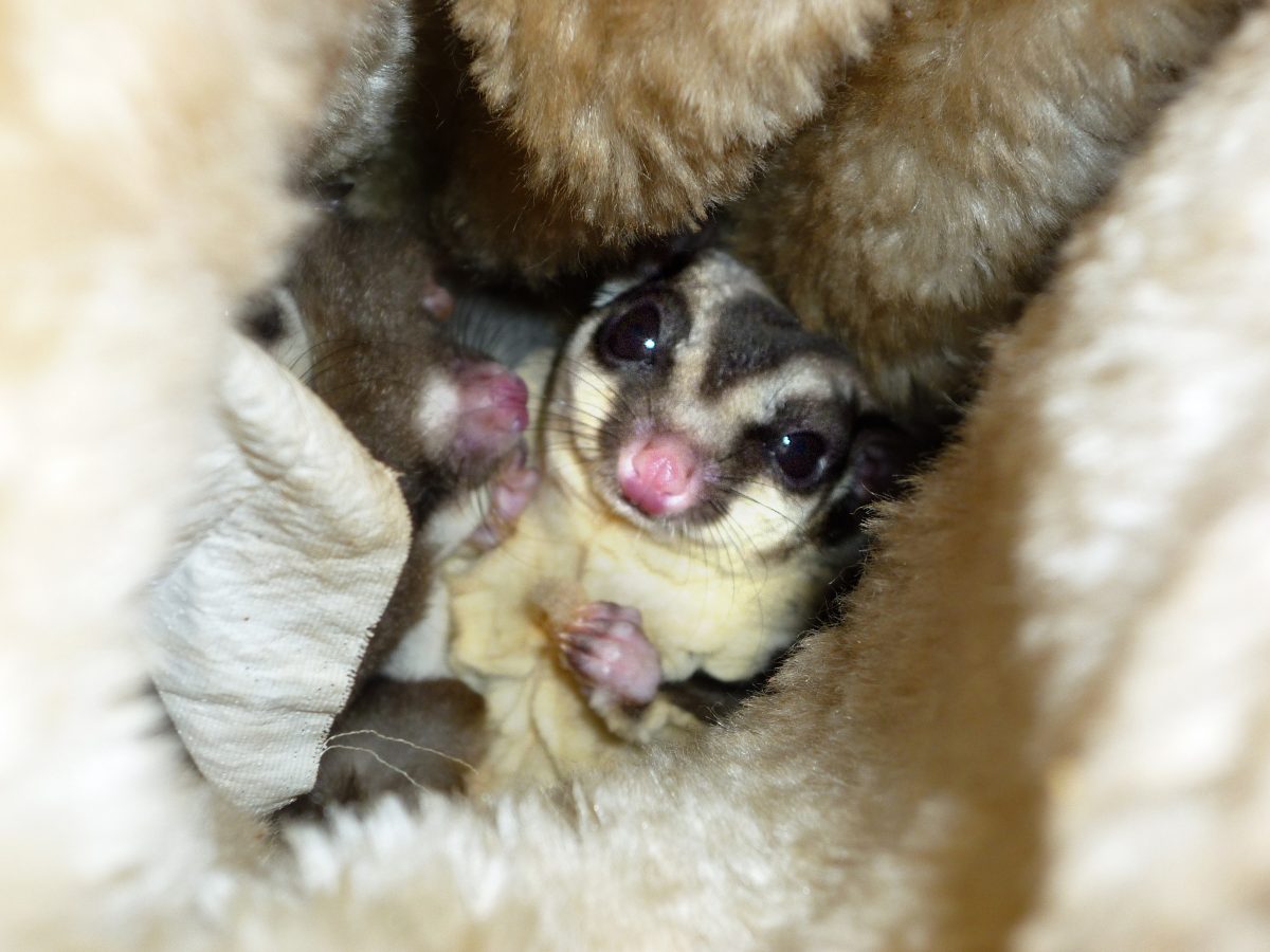 Suikereekhoorn in nest