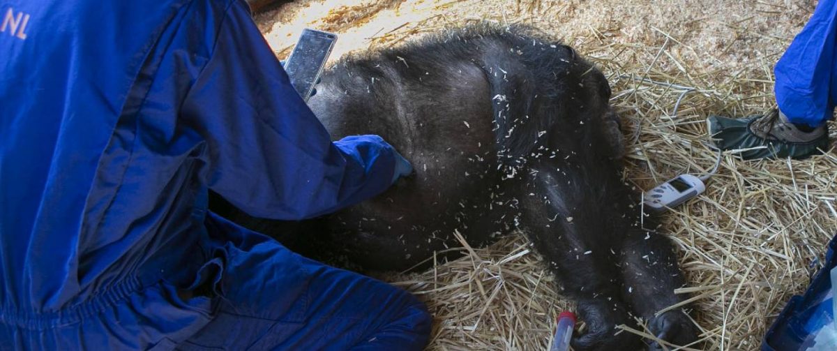 Chimpasee Tino wordt onderzocht.