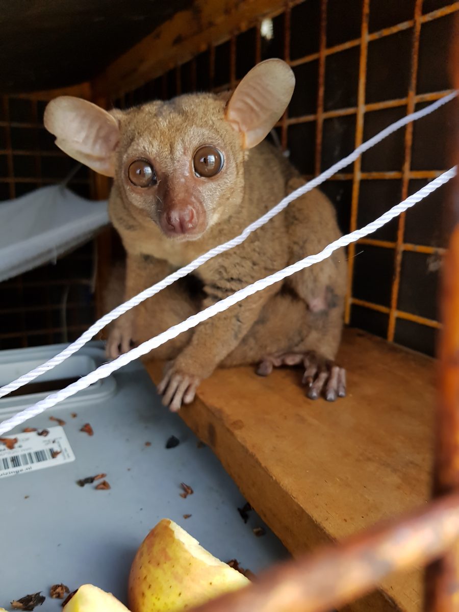 Galago Edwin aan boord van de boot met wat appel.