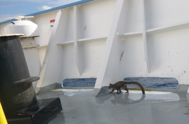 Galago Edwin zwervend over een schip. 