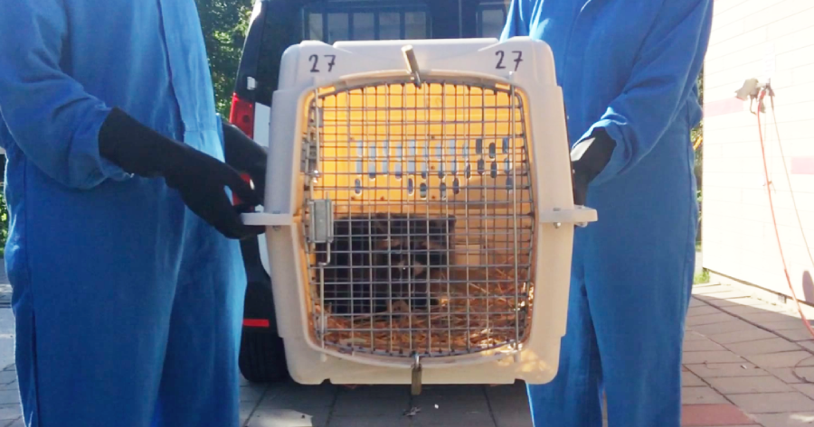 Wasbeer wordt naar AAP gebracht