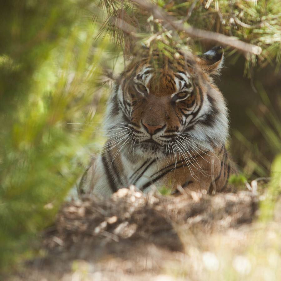 Tijger Softi en Toph verhuizen