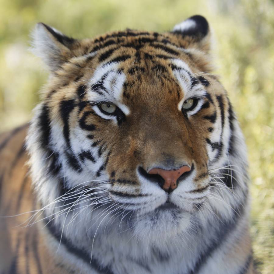 Tijger Toph in verblijf in Spanje.