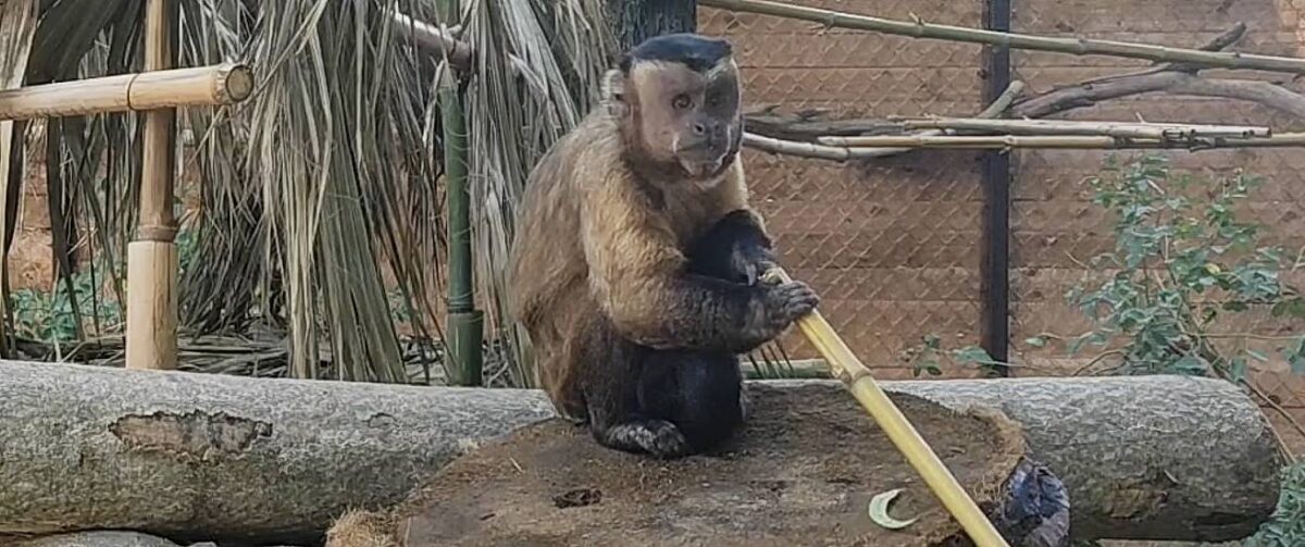 Kapucijnaapje Canvet