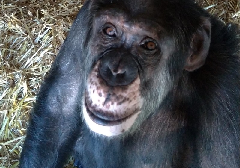 Chimpansee Congo
